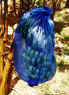banana_bag banana_bag