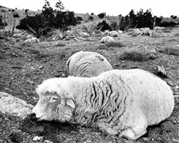 Some of Ray Peck's dead sheep. (Credit: Deseret News)