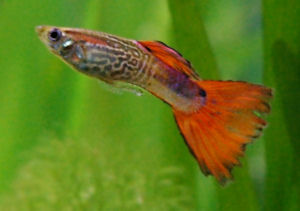 Male Guppy