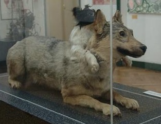 Demikhov's dogs at the Medical History Museum in Latvia.  Photo courtesy of Andy Gilham.