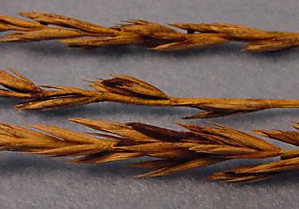 Wheat infected with ergot