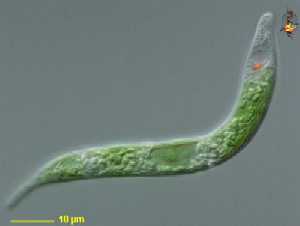 Euglena mutabilis