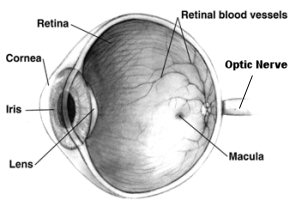 The construction of the human eye