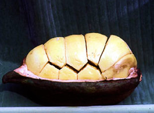 The  pod of the kola nut