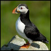 Atlantic Puffin