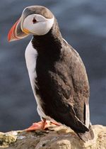 Atlantic puffin