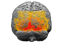 Visualizing the visual cortex