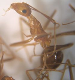 Yellow crazy ant